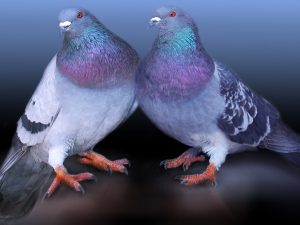 Columba / Palomas