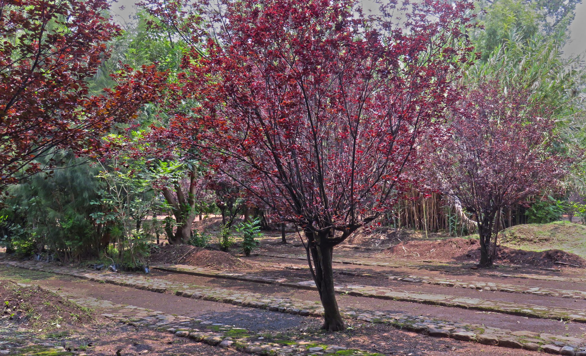 Viveros de Coyoacán