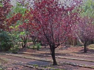 Viveros de Coyoacán