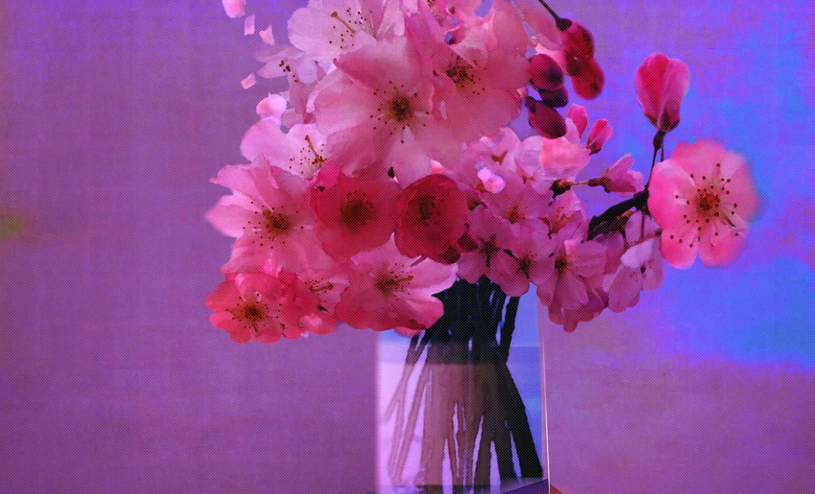 Floricultura Pensamientos, Curaduría de la luz, los colores, las formas y los aromas de la madre naturaleza