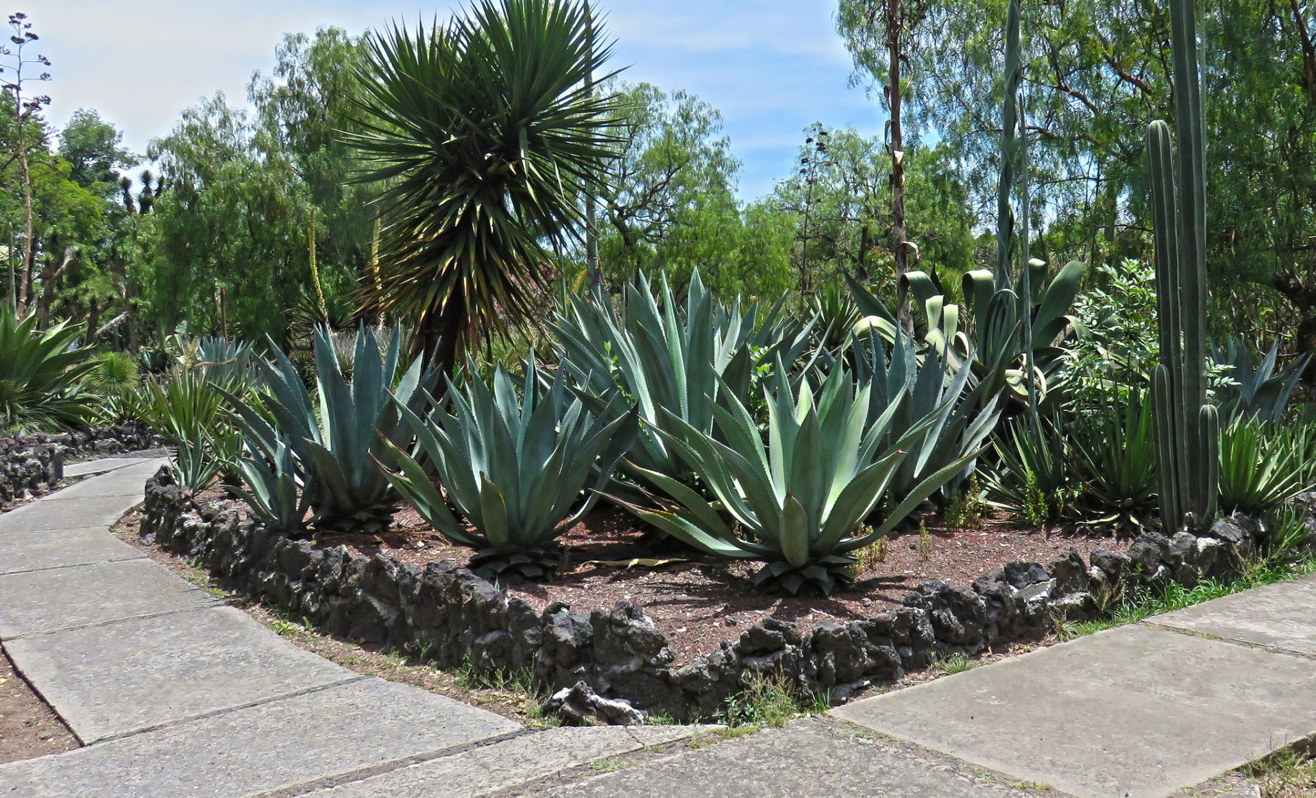 Jardín Botánico UNAM