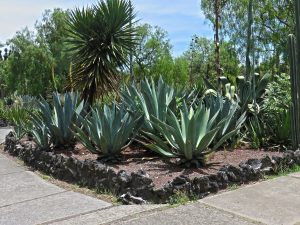 Jardín Botánico UNAM